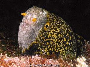 "Tight Lipped" Moray by James Oosthuizen 